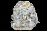 Hoploscaphites Ammonite Cluster - South Dakota #73852-2